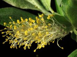 Salix basaltica. Male catkin.
 Image: D. Glenny © Landcare Research 2020 CC BY 4.0